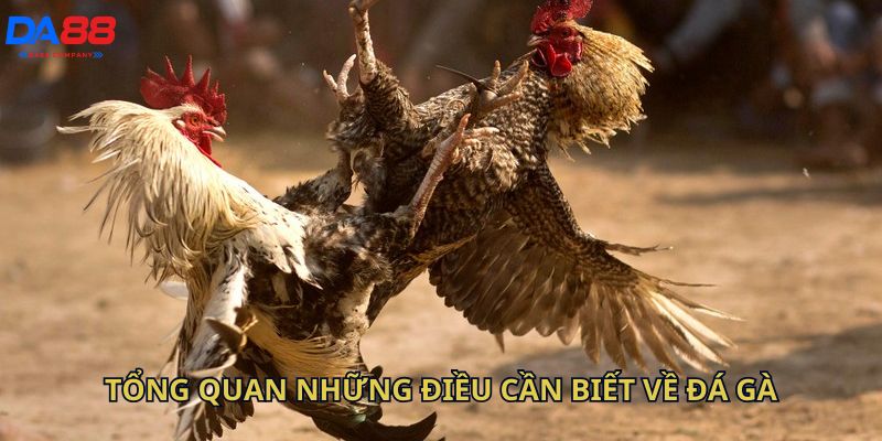 Tổng quan những điều cần biết về đá gà