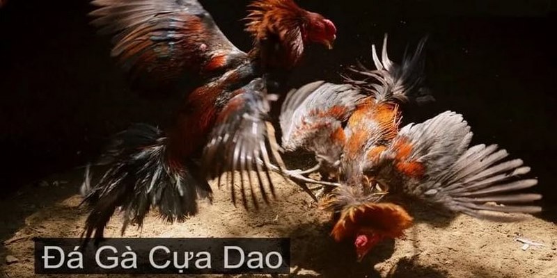 Giải mã sức hút khó tả của trò chơi đá gà cựa dao